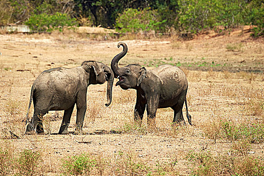 斯里兰卡,大象,象属,交际,行为,小动物,玩耍,争斗,国家公园,北方,中央省,亚洲