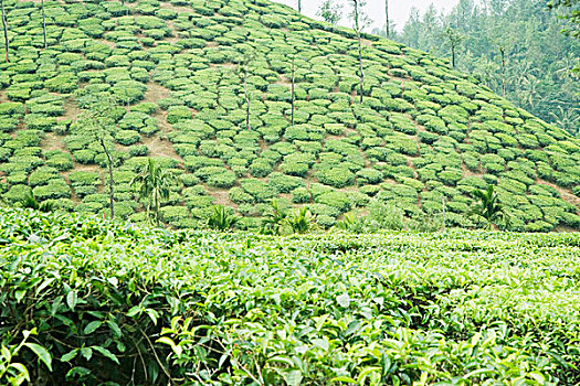 茶,花园,山,背景,迈索尔,印度