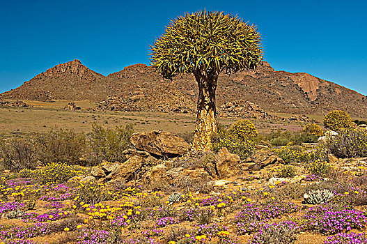 抖树,箭筒树,二歧芦荟,格格普自然保护区,跳羚,南非,非洲
