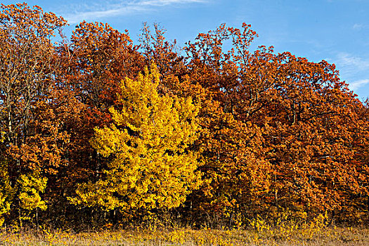 树林,秋天,黄色,白杨,海尼希,国家公园,图林根州,德国,欧洲