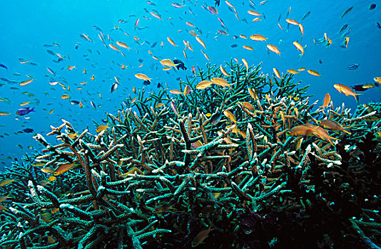 硬珊瑚,礁石,所罗门群岛