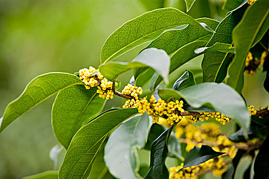 桂花枝条