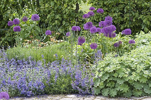 葱属植物,紫色,感觉,荆芥属