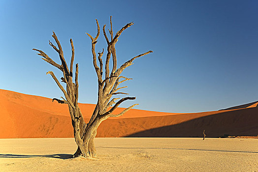 死,骆驼,刺,长颈鹿,刺槐,晚上,亮光,死亡谷,索苏维来地区,纳米比诺克陆夫国家公园,纳米布沙漠,纳米比亚,非洲