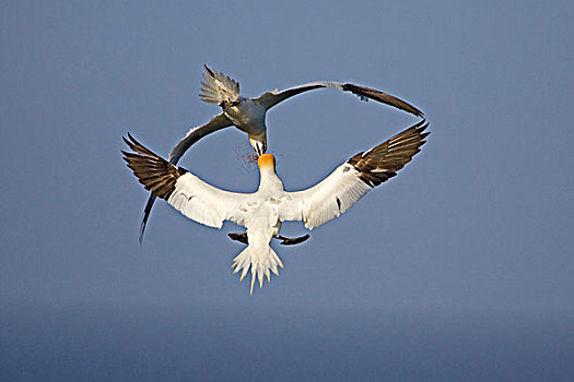 北方,塘鹅,憨鲣鸟,一对,交换,飞行,赫尔戈兰岛,德国