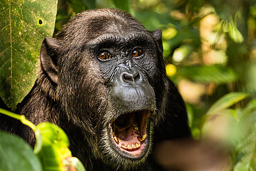 普通,黑猩猩,类人猿,树林,头像,国家公园,乌干达,非洲