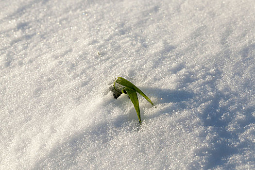 青草,雪