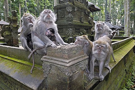 爪哇,猴子,纱丽,庙宇,巴厘岛,印度尼西亚,亚洲