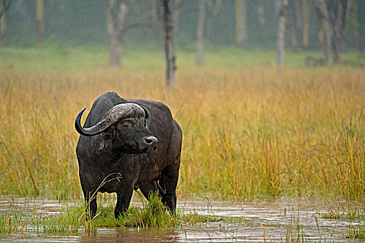 非洲水牛,南非水牛,雨,纳库鲁湖国家公园,肯尼亚,非洲
