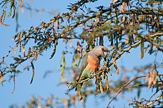 鹦鹉,喂食,莱瓦野生动物保护区,肯尼亚