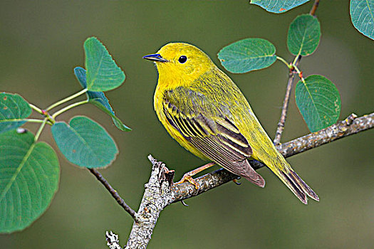 黄色,鸣禽,不列颠哥伦比亚省,加拿大