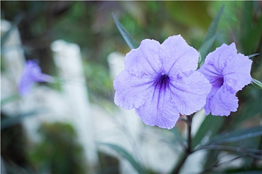 紫罗兰,花,盛开,花园