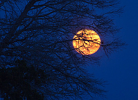 满月,蓝天,夜晚,大,岛屿,州立公园,佛罗里达,美国