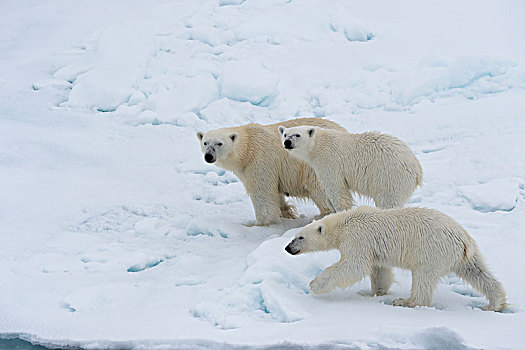 北极熊,两个,幼兽,浮冰,斯匹次卑尔根岛,岛屿,斯瓦尔巴群岛,挪威,欧洲