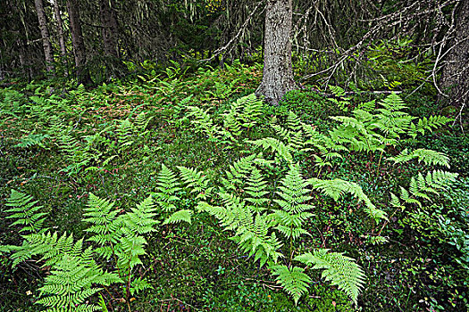 蕨类,树林,瑞典