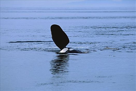 逆戟鲸,水,鳍足,展示,阿拉斯加