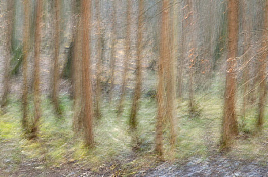 山毛榉森林,雅斯蒙德国家公园,抽象,梅克伦堡前波莫瑞州,德国,欧洲