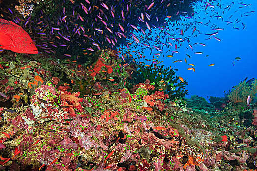 珊瑚,鳕鱼,青星九刺鮨,鱼群,鱼,活力,彩色,健康,珊瑚礁,水,维提岛,斐济,南太平洋