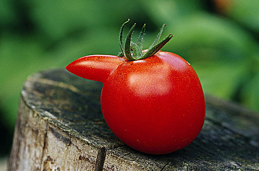西红柿,奇怪,茄属植物,番茄,蔬菜,红色,营养健康,低热量,食物,静物,招待
