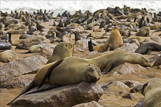 岬角,生物群,毛海狮,克罗斯角,大西洋海岸,纳米比亚,非洲