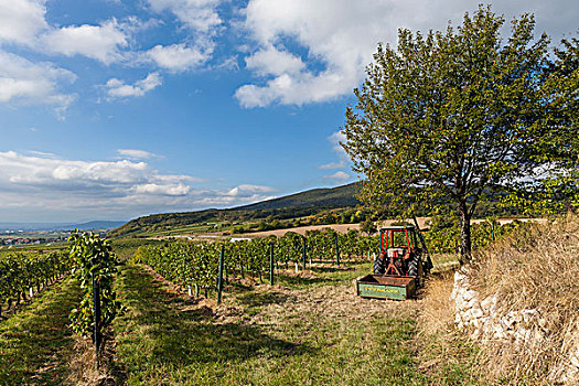葡萄种植园,拖拉机,下奥地利州,奥地利