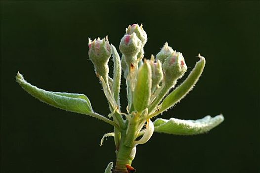 梨树,芽,西洋梨