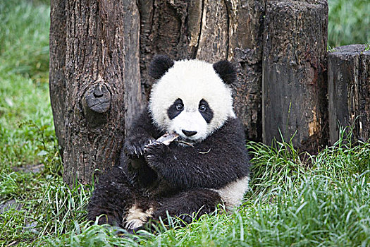 大熊貓,成都,熊貓,飼養,研究中心,中國