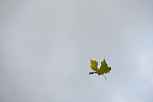 秋叶,漂浮,半空中