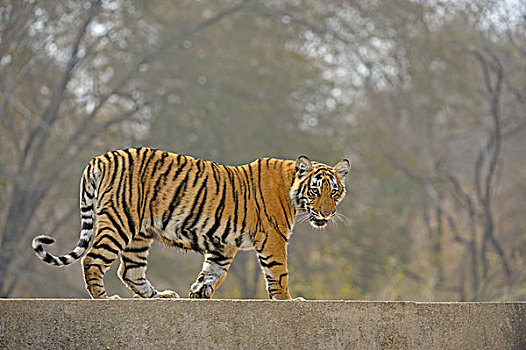 孟加拉,印度虎,虎,幼兽,走,人造,坝,拉贾斯坦邦,国家公园,印度,亚洲