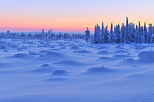 积雪,云杉,黄昏,北方,芬兰