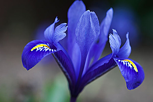 特写,紫花,泰恩-威尔,英格兰