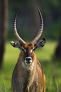 水羚,马赛玛拉国家保护区,肯尼亚,非洲