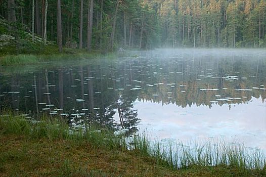 晨雾,上方,树林,湖,瑞典