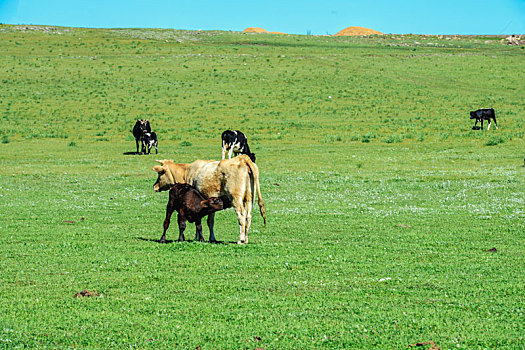 母牛哺乳,内蒙古,草原,风光,风景