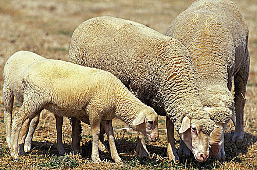 绵羊,德国