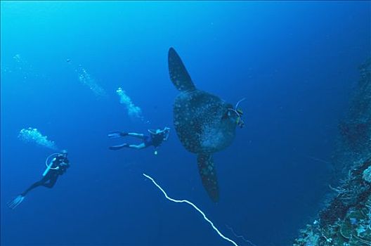 印度尼西亚,巴厘岛,水下,两个,潜水