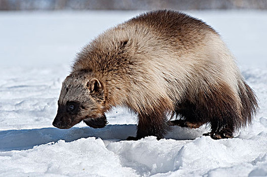 狼獾,觅食,雪中,堪察加半岛,俄罗斯