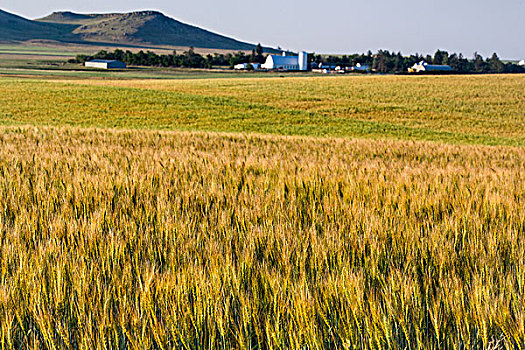 小麦,靠近,北达科他,美国