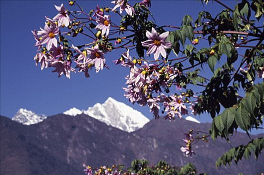 花,开始,跋涉,珠穆朗玛峰,许多,山峦,区域,飞机跑道,数字,茶园