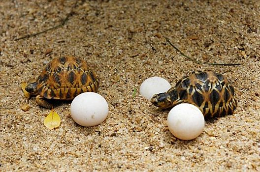 年轻,星,龟,孵化,蛋