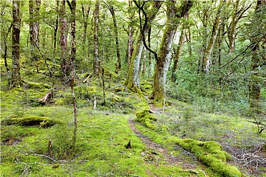 山毛榉,树林