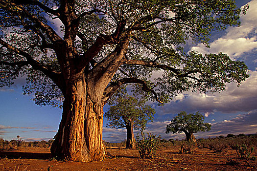 非洲,坦桑尼亚,塔兰吉雷国家公园,猴面包树