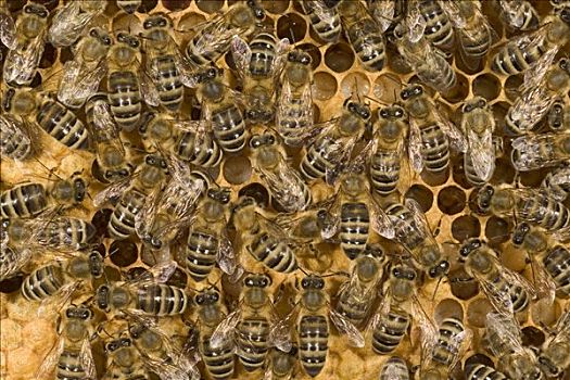蜜蜂,意大利蜂,群,蜂窝状,欧洲