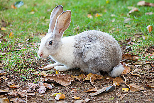 灰色,白色,兔子,坐,青草