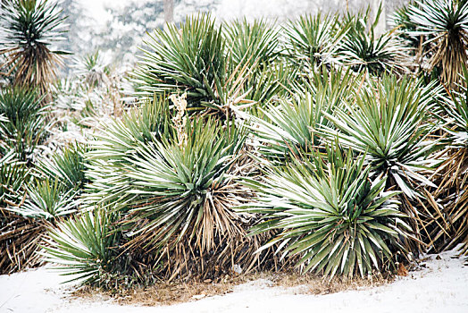 冬季雪天户外丝兰的植株特写