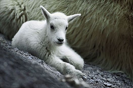 石山羊,雪羊,儿童,肖像,冰川国家公园,蒙大拿