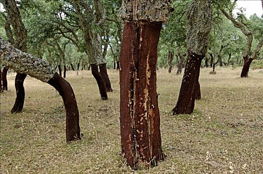栓皮栎,西班牙栓皮栎,萨丁尼亚,意大利