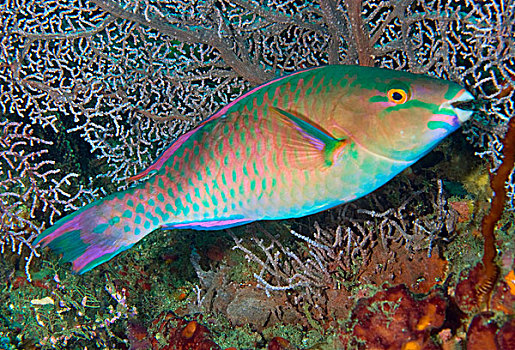 印度尼西亚,四王群岛,特写,鹦嘴鱼