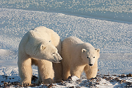 两个,北极熊,并排,雪原,曼尼托巴