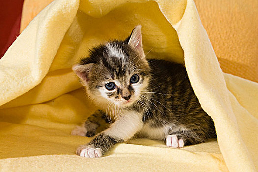 小猫,毯子